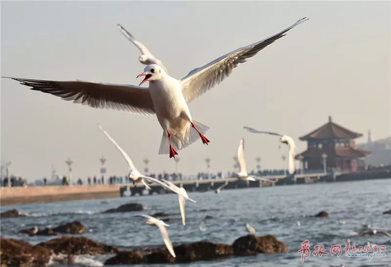 往年12月13日海鸥续航科技探索，从预测到实时优化的探索之路