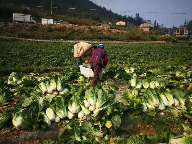 马关县夹寒箐镇往年圣诞节实时天气回顾