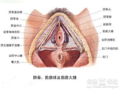 突发性前庭肿块：前庭发现囊肿怎么办 